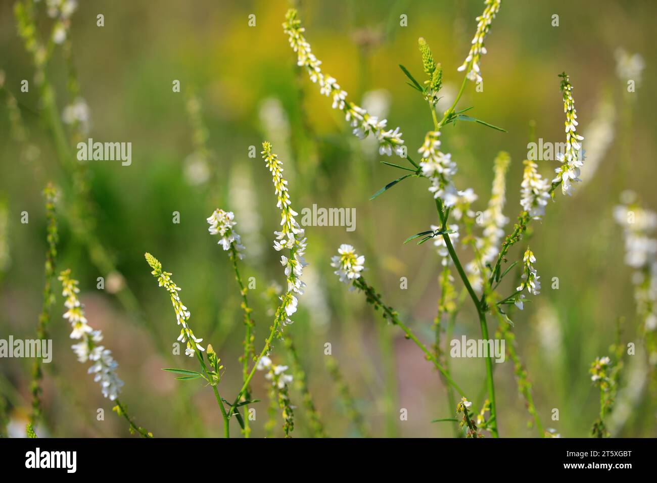 Il profumato Melilotus Albus, chiamato anche Trigonella alba, noto come trifoglio di miele o trifoglio, è una preziosa pianta di miele. Sud della Finlandia, luglio 2023 Foto Stock