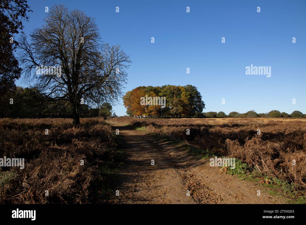 Colori autunnali, mentre gli alberi si trasformano in tonalità di bronzo mentre l'inverno prende effetto, Greater London, Inghilterra, Regno Unito Foto Stock