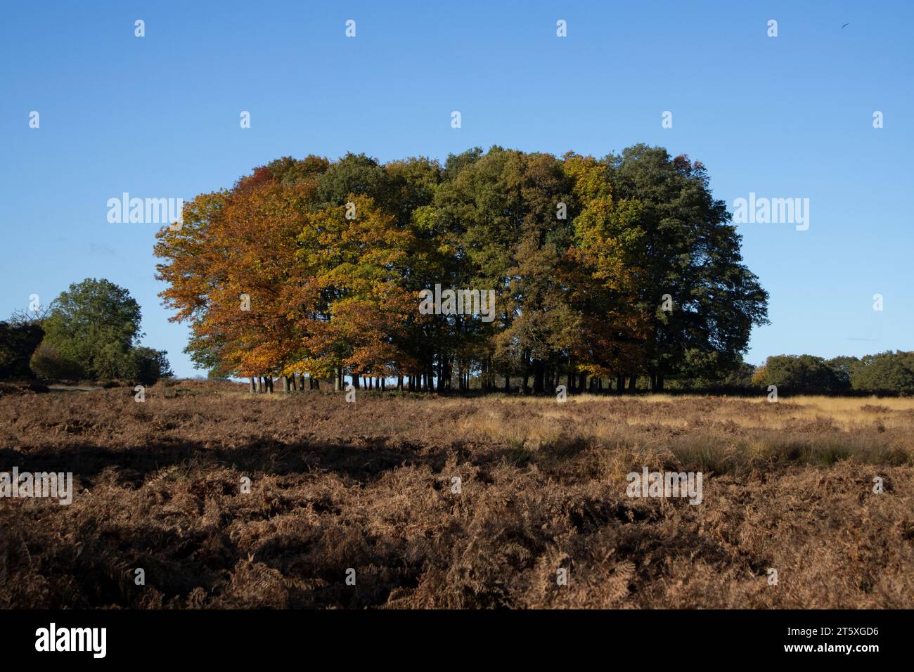 Colori autunnali, mentre gli alberi si trasformano in tonalità di bronzo mentre l'inverno prende effetto, Greater London, Inghilterra, Regno Unito Foto Stock