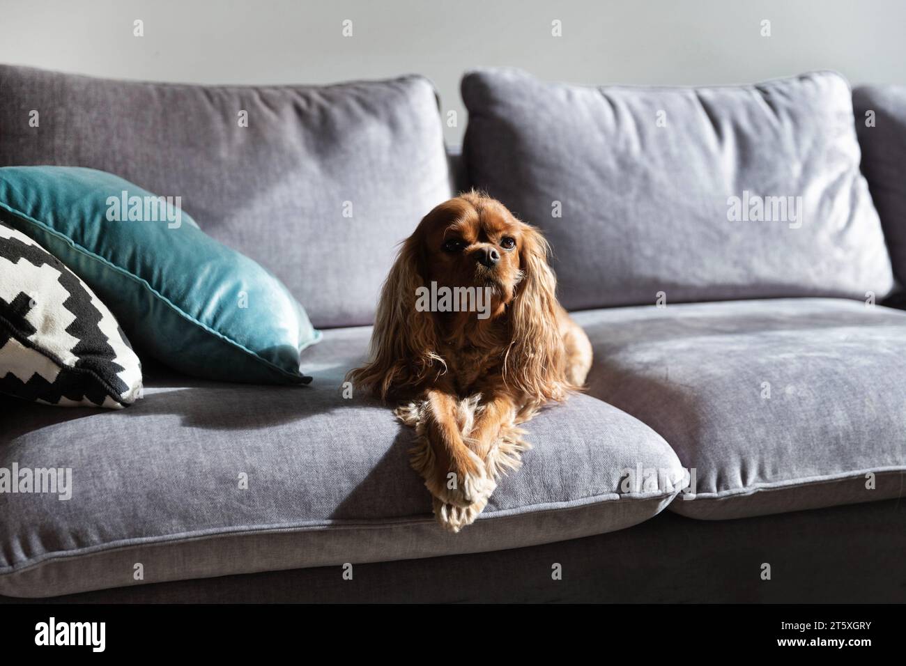 Un cane carino, un cavalier spaniel che riposa sul divano grigio Foto Stock