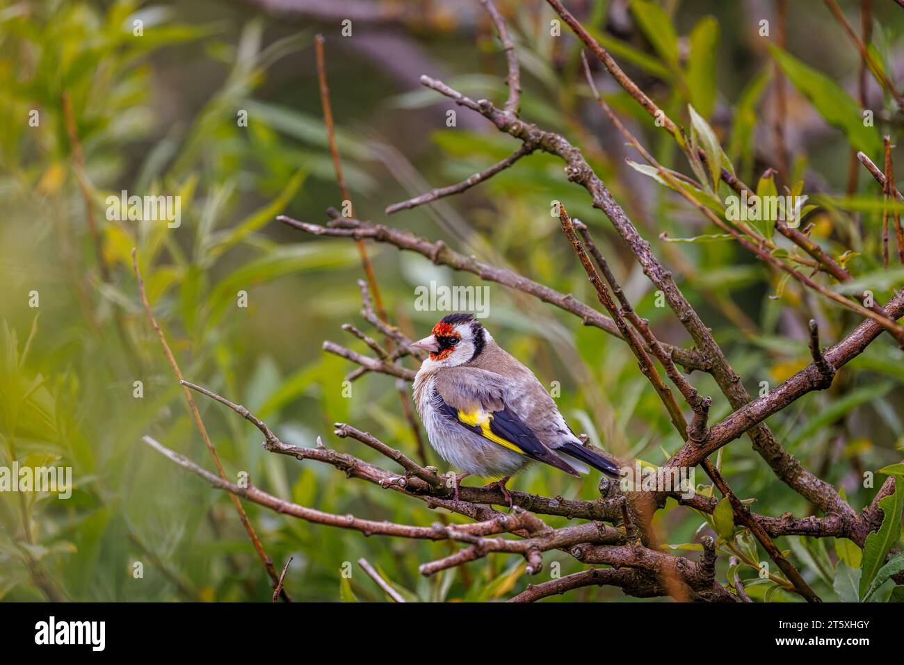 Un goldfinch europeo (Carduelis carduelis) arroccato su un ramo di Skomer, un'isola al largo della costa del Pembrokeshire, nel Galles occidentale, nota per la sua fauna selvatica Foto Stock