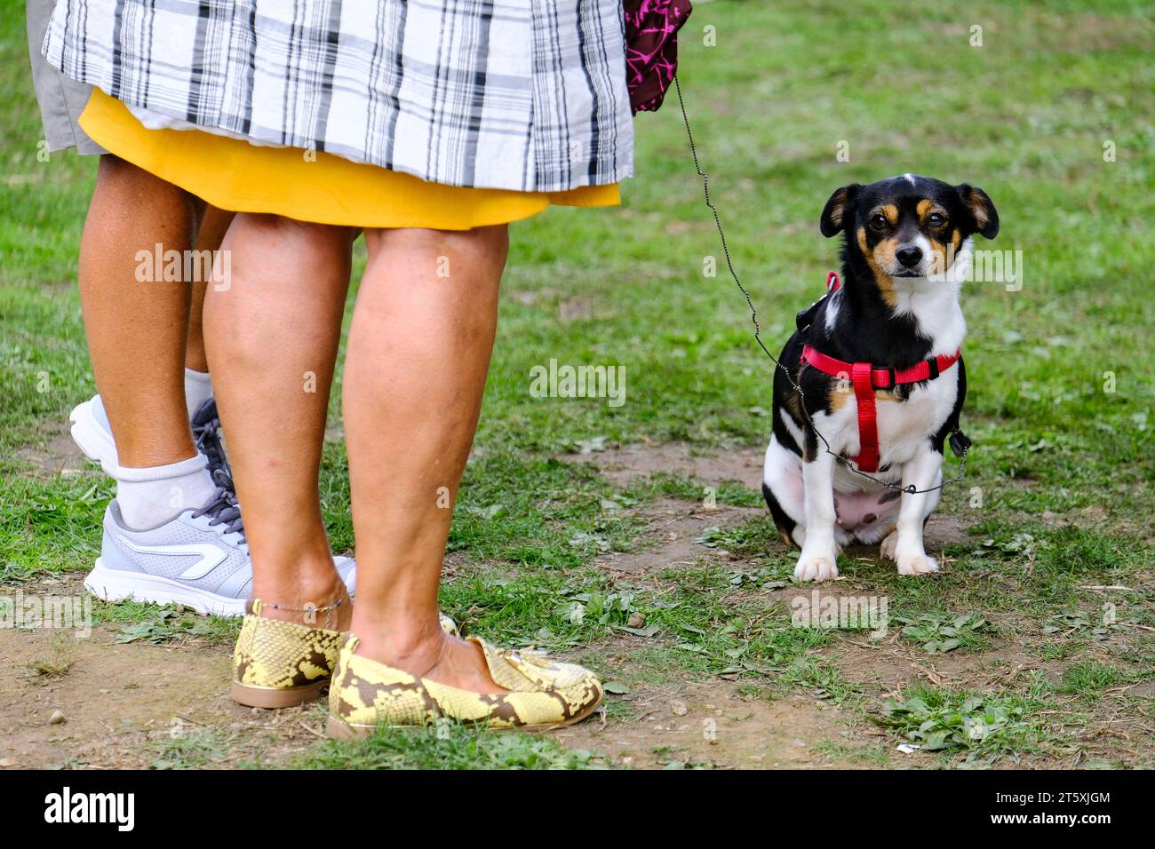Frankreich, Barfleur, 27.08.2023: zwei Frauen mit einem kleinen Mischlingshund an einer dünnen Leine auf einer Wiese bei einem Musikfest in Barfleur a Foto Stock
