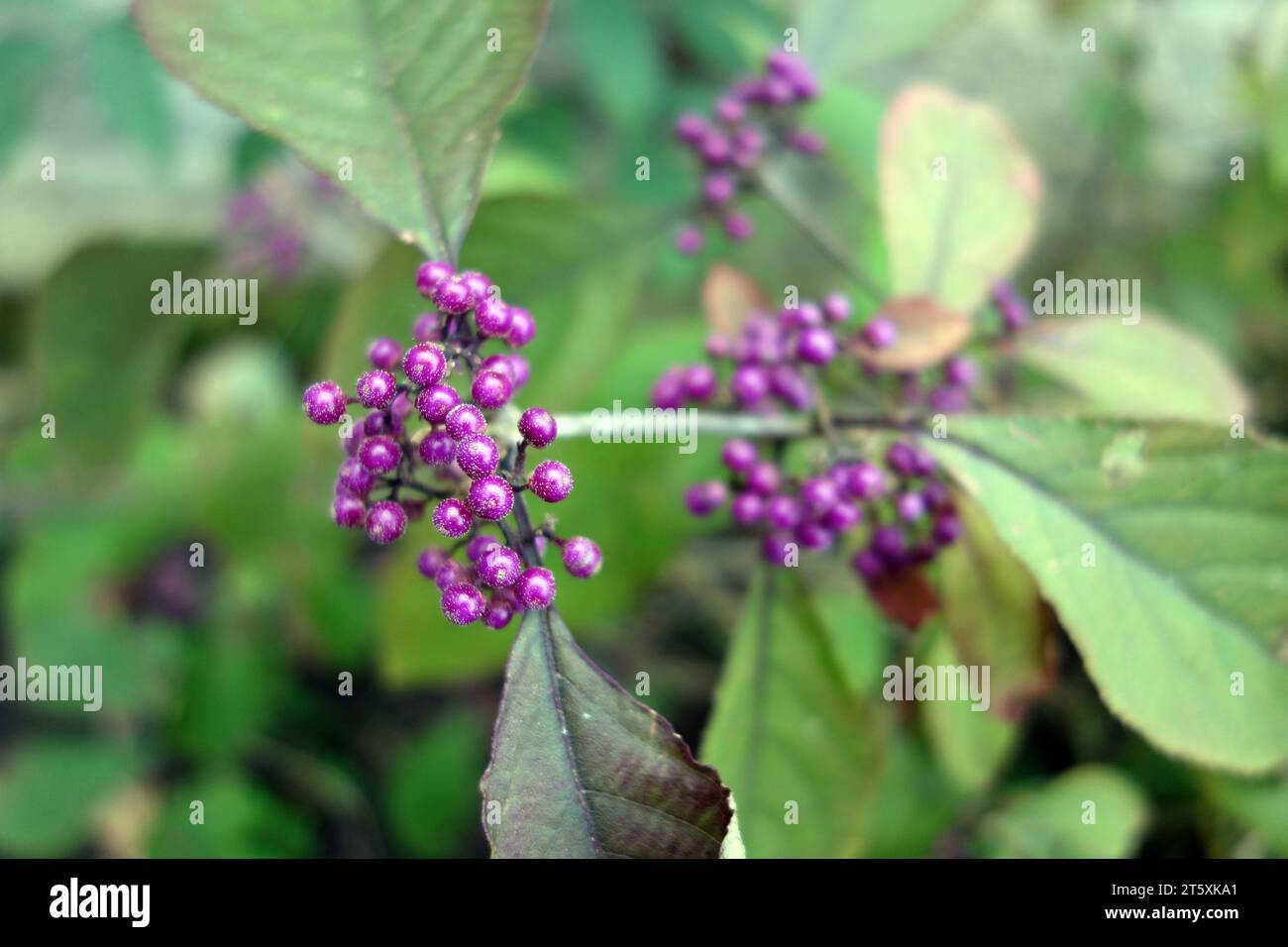 Le bacche viola della Callicarpa Bodinieri cinese (Giraldii profusion) arbusto di mirtillo coltivato in un giardino inglese, Inghilterra, Regno Unito. Foto Stock