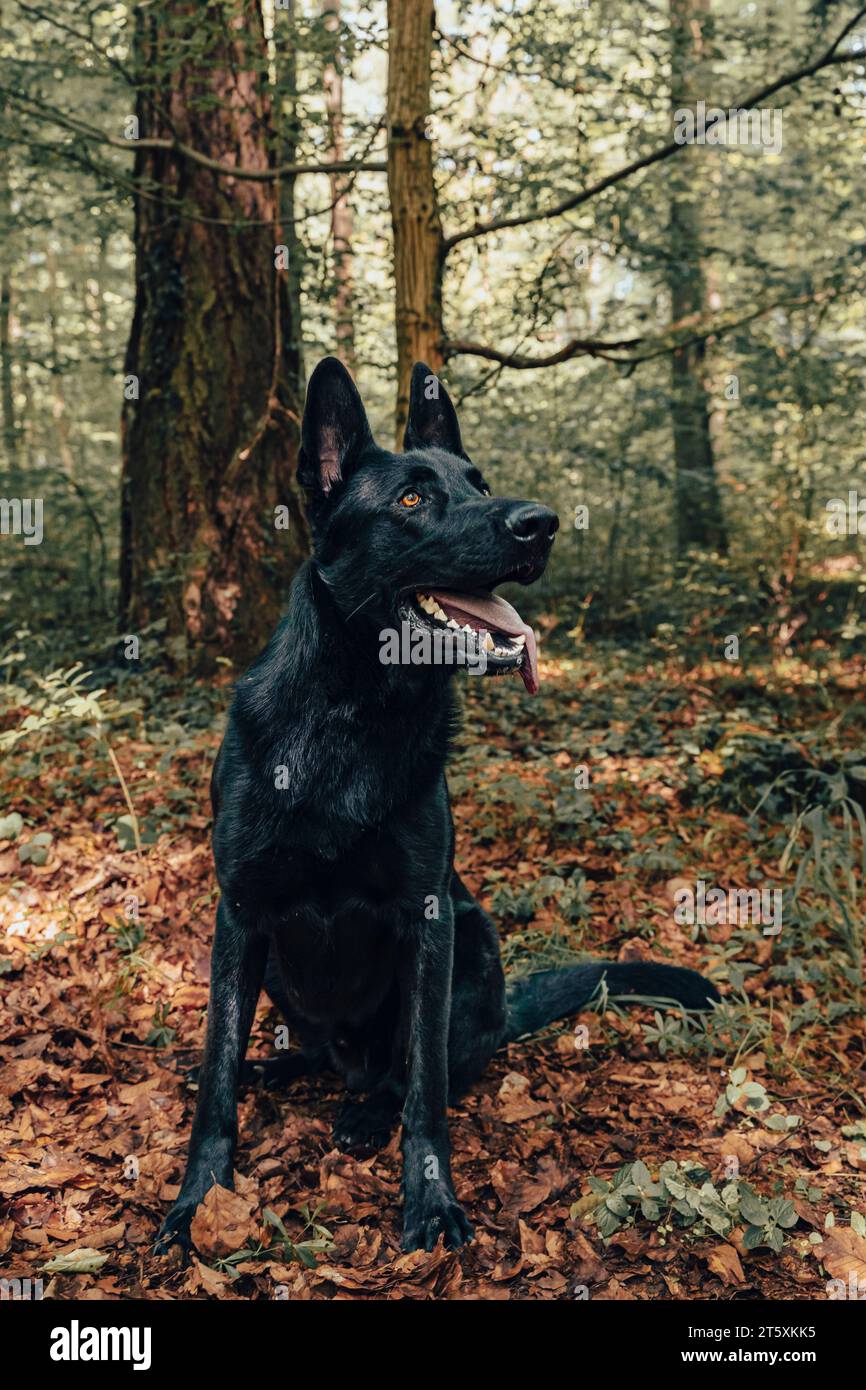 Cane da pastore tedesco nero nella foresta autunnale Foto Stock