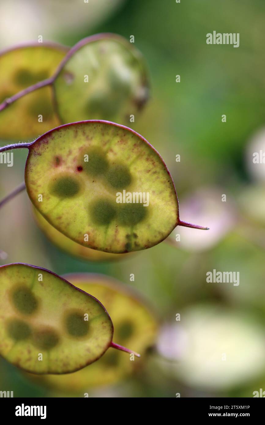 Onestà, Lunaria annua, fiorisce baccelli semitrasparenti in primo piano, con uno sfondo sfocato di foglie. Foto Stock