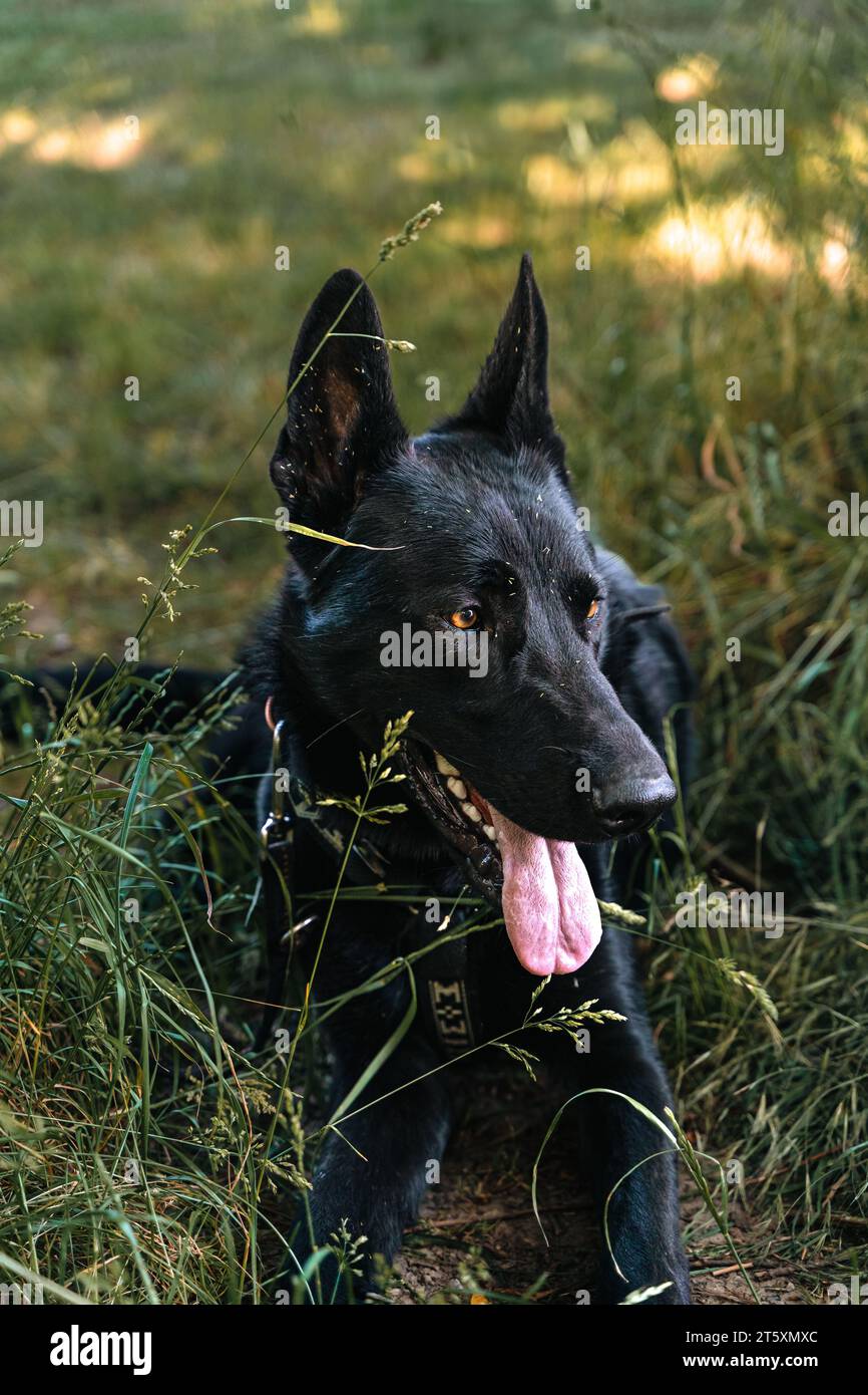 Cane da pastore tedesco nero che poggia sull'erba in estate Foto Stock