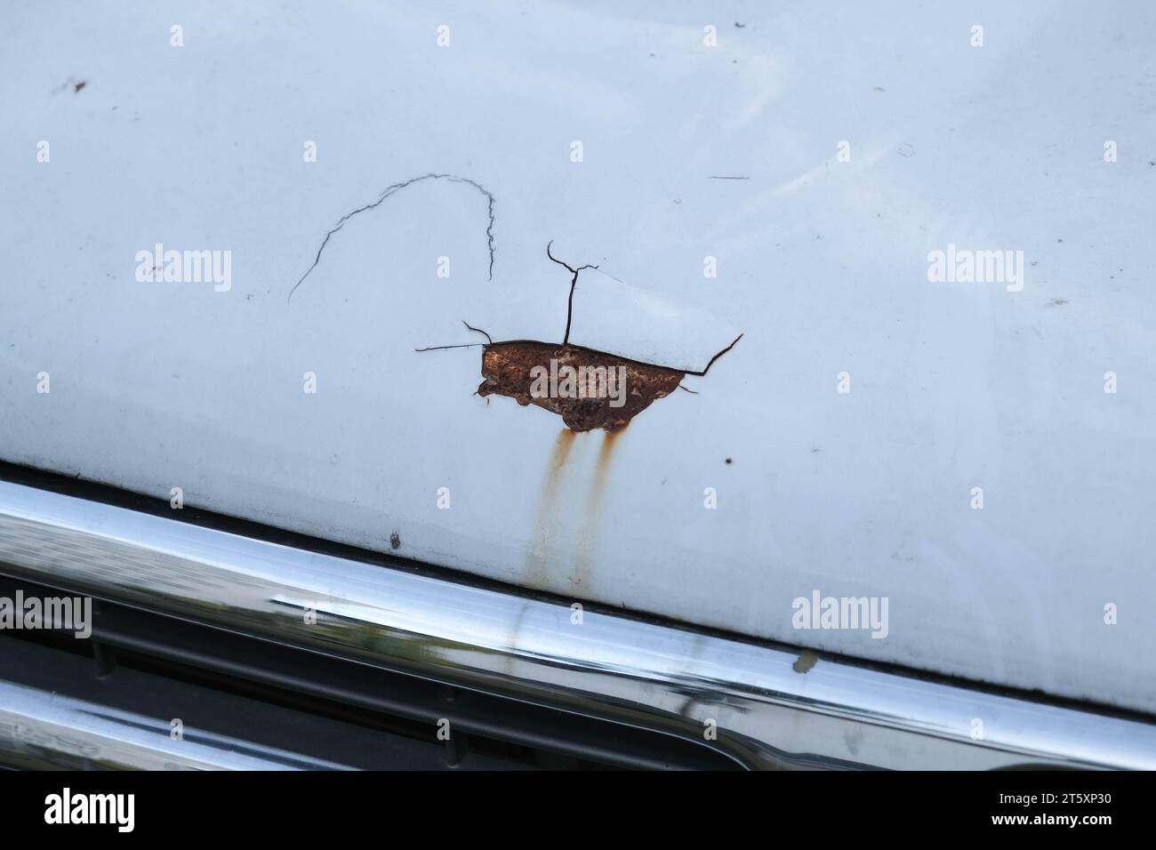 Ruggine sul cofano anteriore di una vecchia auto, primo piano. Una vecchia auto bianca arrugginita abbandonata con vernice danneggiata sul paraurti e sul cofano. Foto Stock