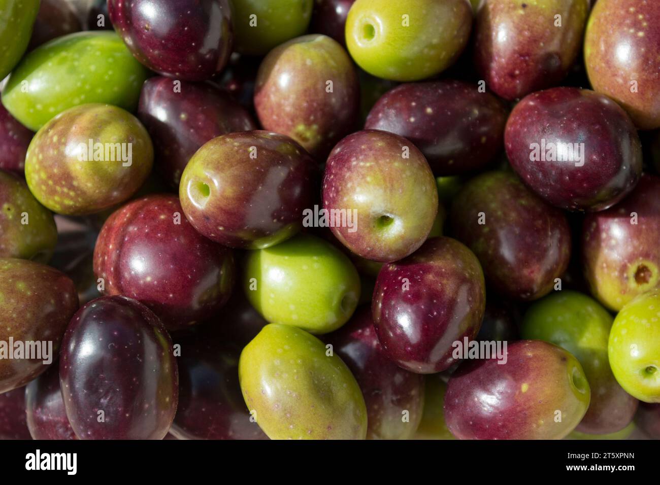 Aceitunas picual fuente de aceite de oliva virgen extra Foto Stock