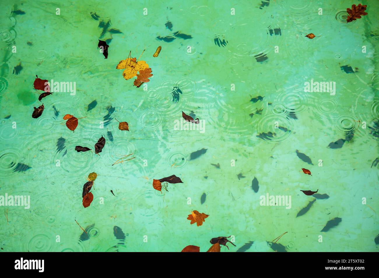Foglie e ago di colore autunnale sotto la pioggia sulla superficie e sul fondo della piscina, colore verde dell'acqua. Sfondo naturale. Foto Stock