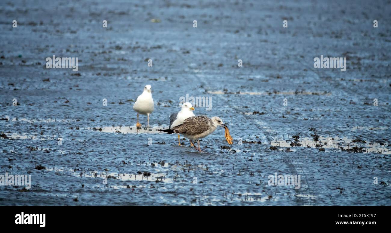 Bandar Abbas, Iran, gennaio, svernamento di uccelli Heuglin adulti e giovani (Larus heuglini) sulla riva dello stretto di Hormuz Foto Stock