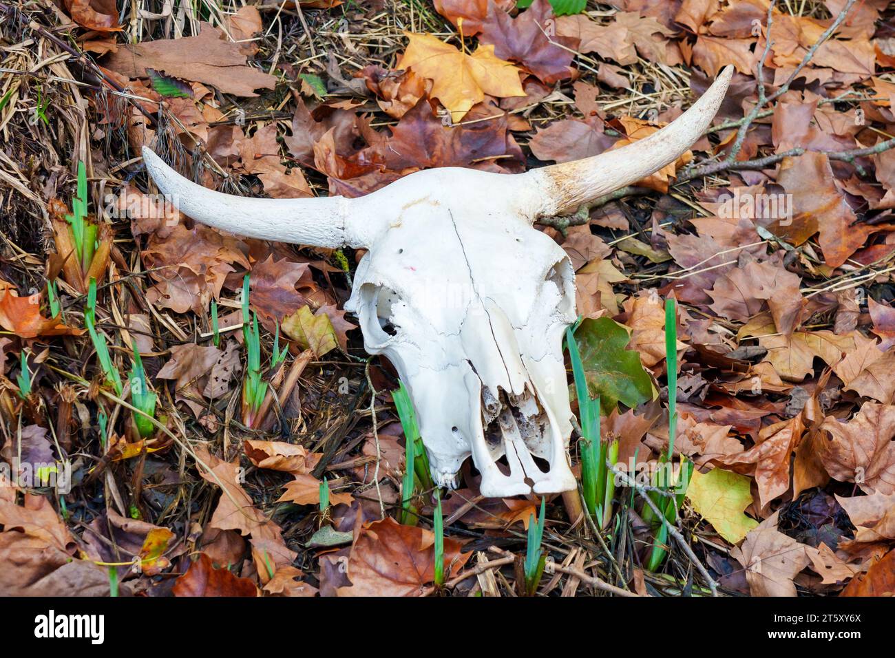 Testa il cranio della mucca da vicino su un'erba e foglie autunnali Foto Stock