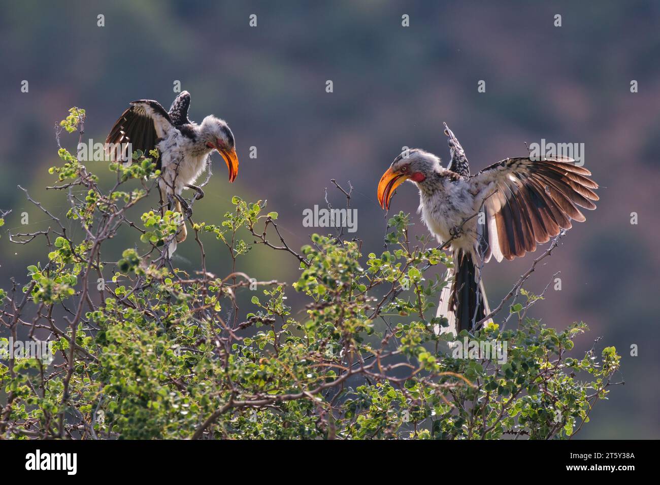 Carpini a becco giallo del sud al mattino presto. Preso al Kruger National Park in Sud Africa Foto Stock