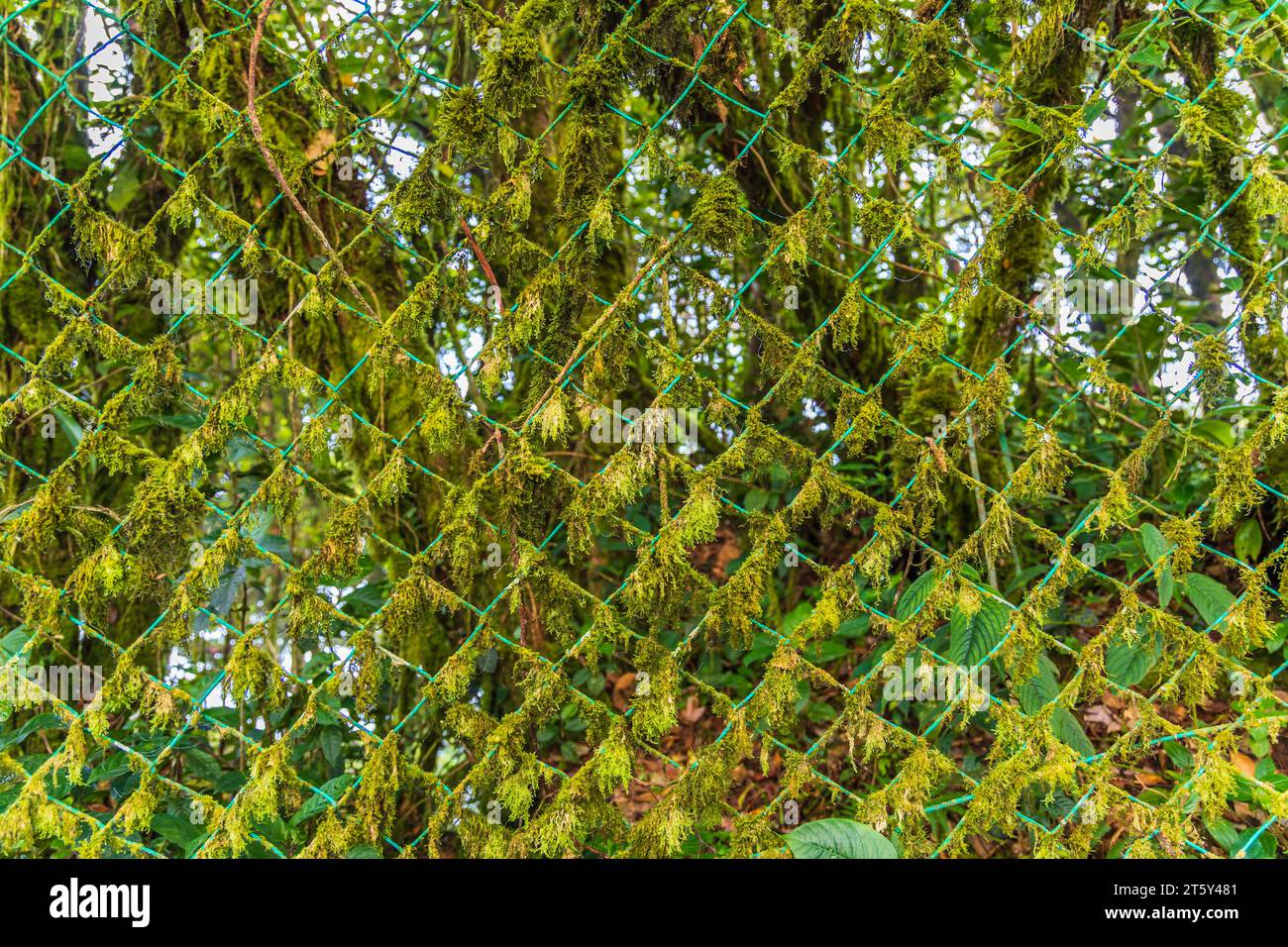 Moss da Mossy Highland, Cameron Highland, Pahang Malesia Foto Stock