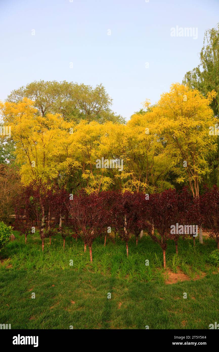 Sophora japonica e piante verdi Foto Stock