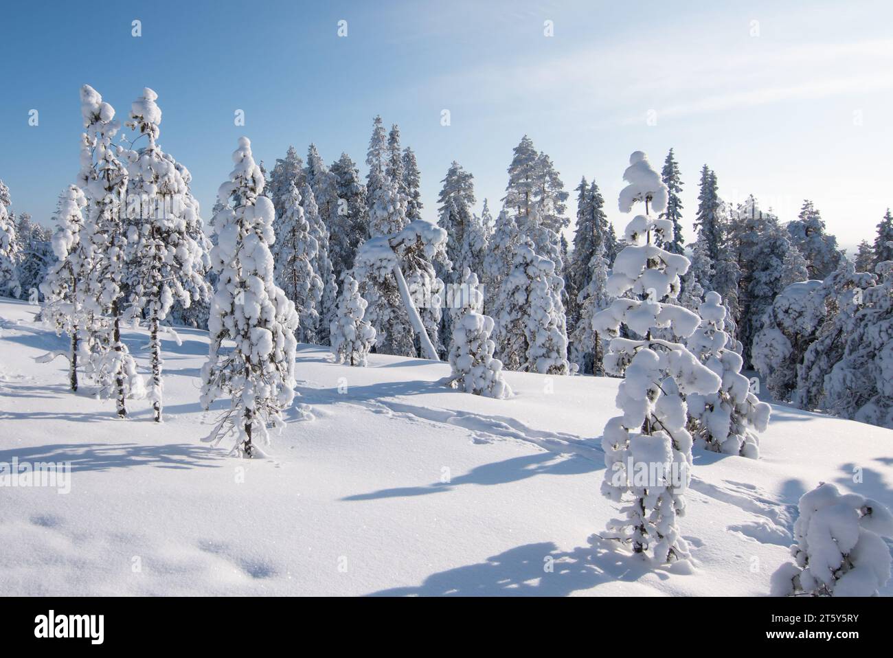 Paesaggio invernale con alberi innevati a Ounasvaara, Rovaniemi, Finlandia. Foto Stock