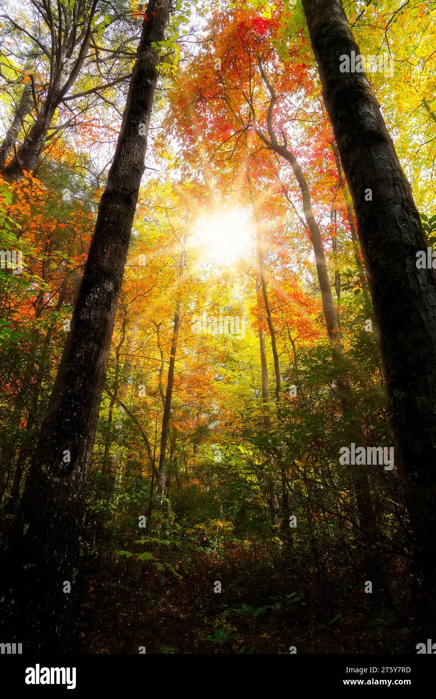 I raggi del sole splendono nella foresta autunnale, nel Pisgah National Park, nella Carolina del Nord occidentale Foto Stock