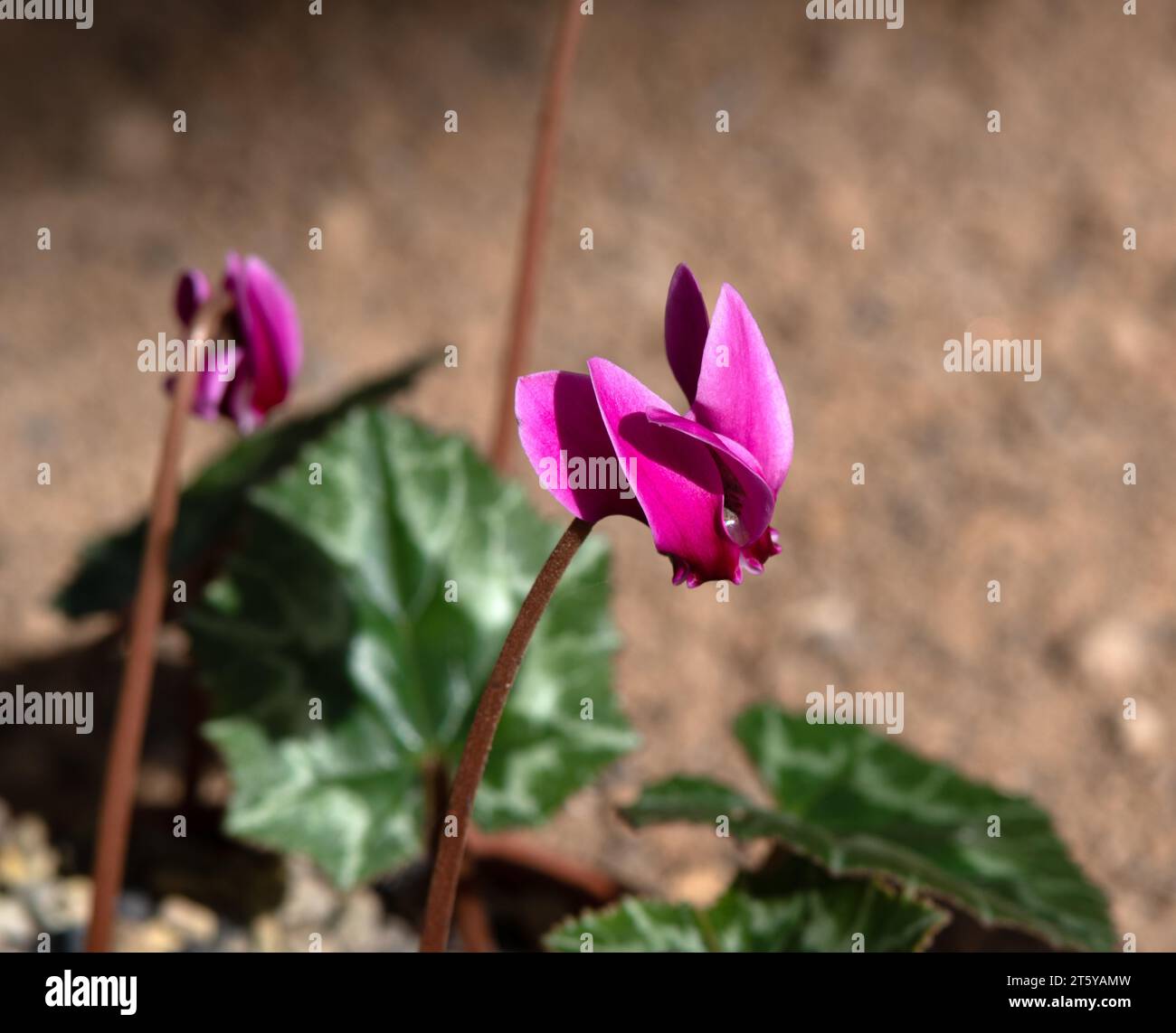 Ciclamino confusum. "Lampone" Foto Stock