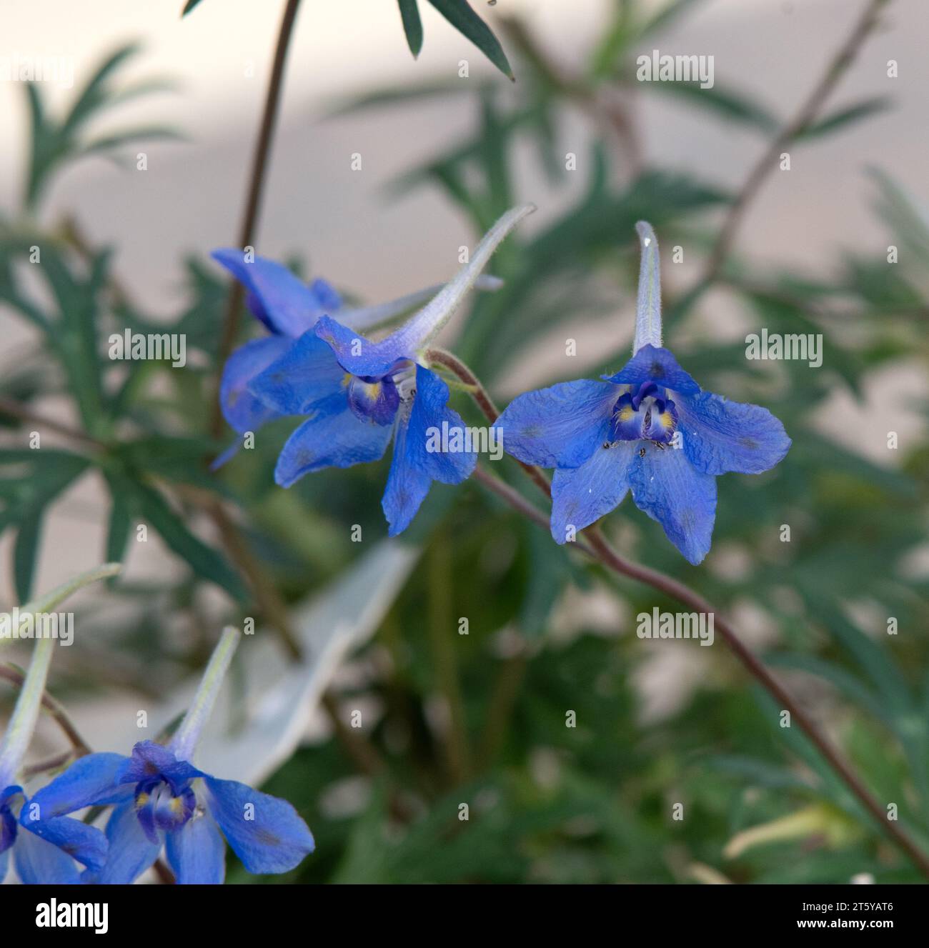 Delphinium glareosum Foto Stock