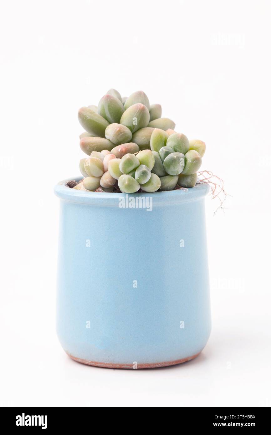 Rosetta con fiori Pachyphytum Sky in ceramica blu. Pianta di casa succulenta su sfondo bianco Foto Stock