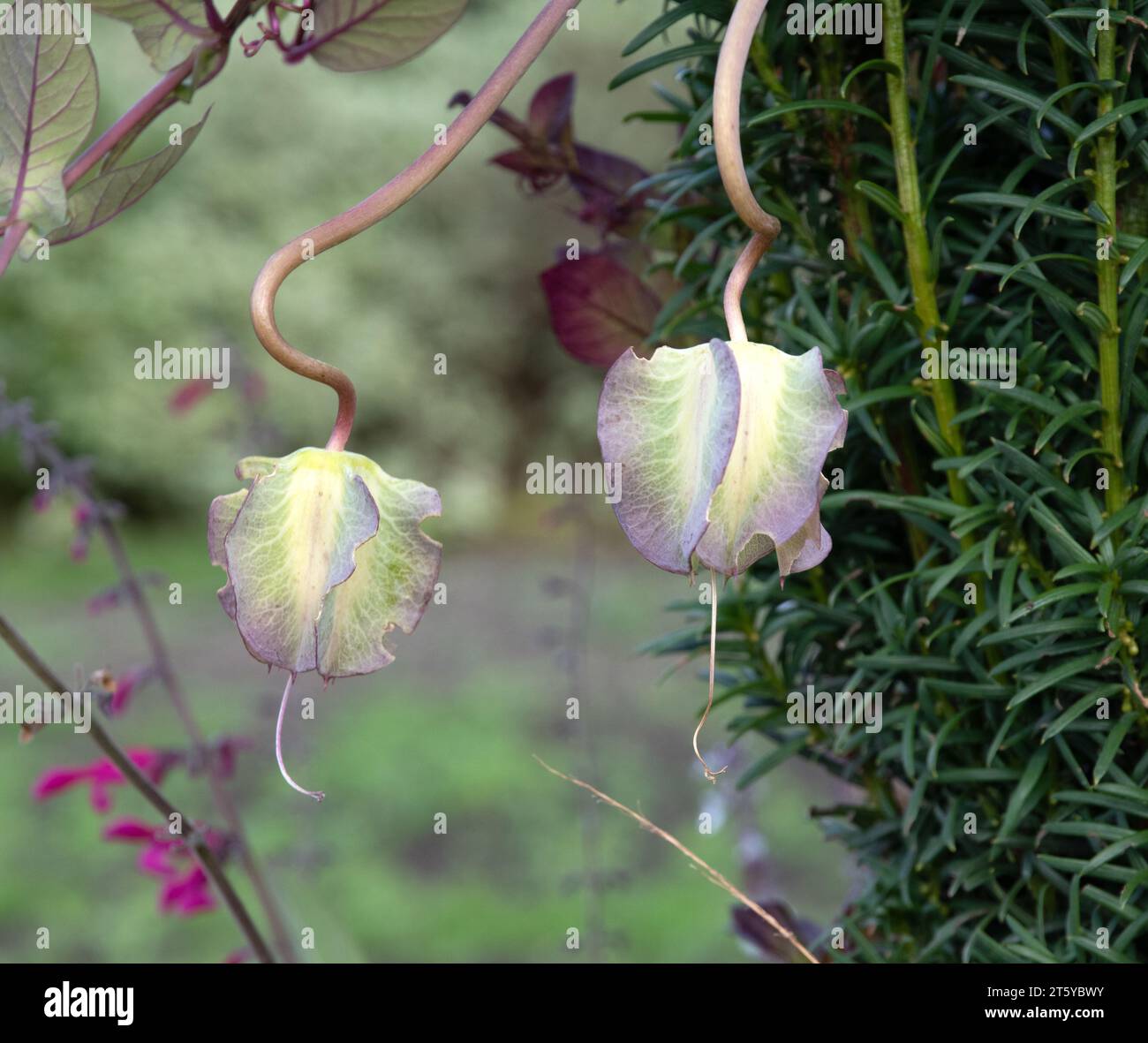 Cobaea Scandens a fiori bianchi Foto Stock
