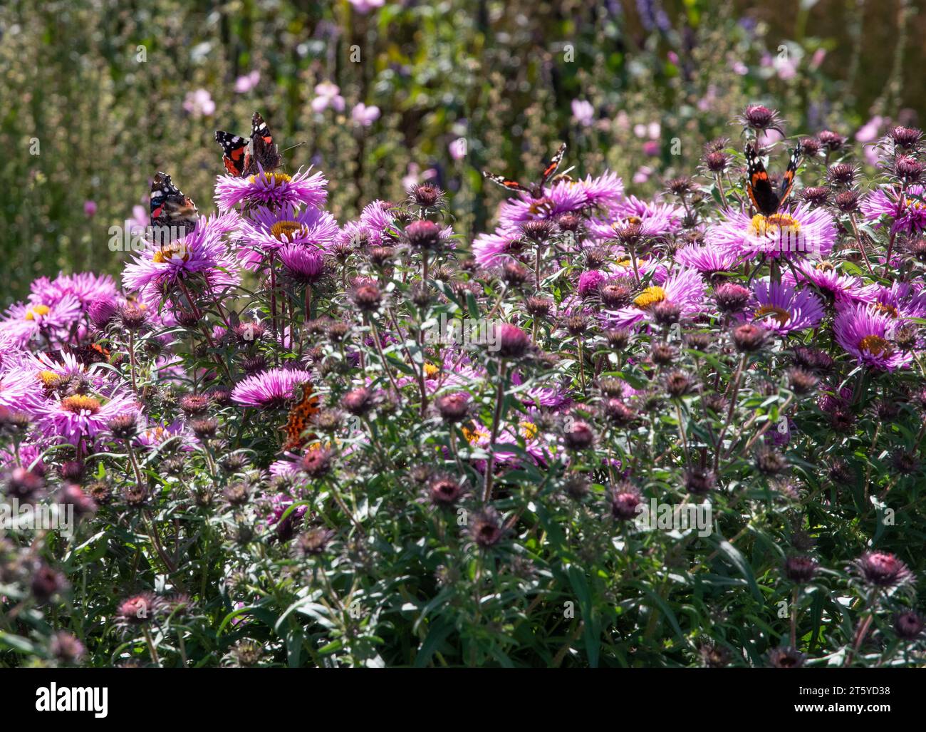 Butterfliess su Michaelmas Daisies Foto Stock