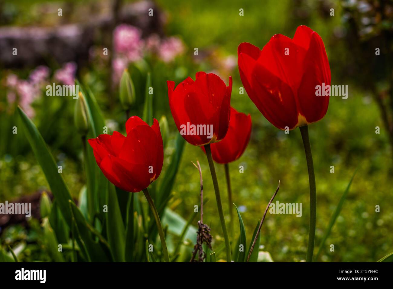 fleur tulipe france charente Foto Stock