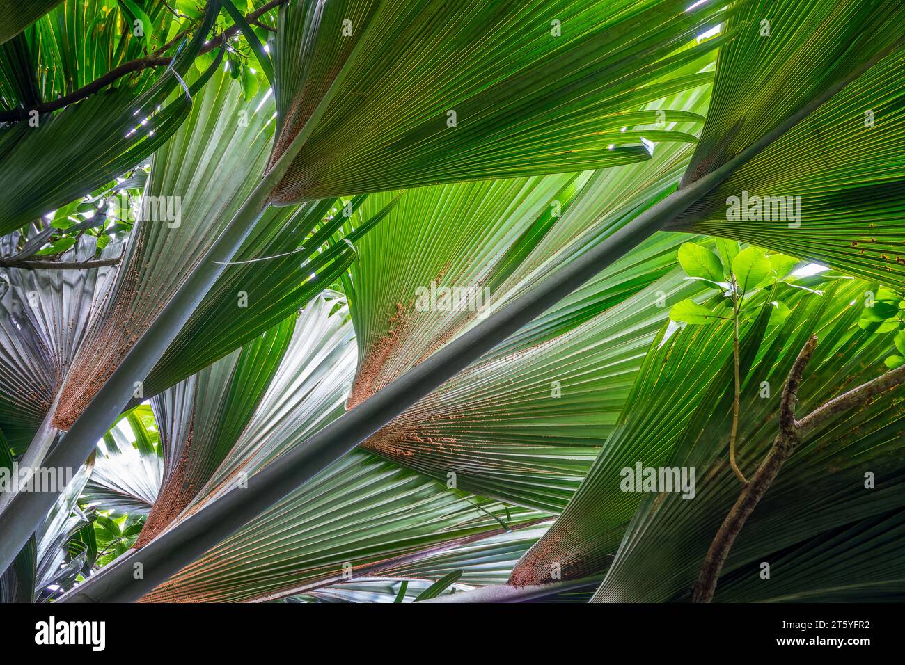Coco de mer albero (cocco di mare) foglie giganti da vicino, Vallée de mai, Seychelles Foto Stock