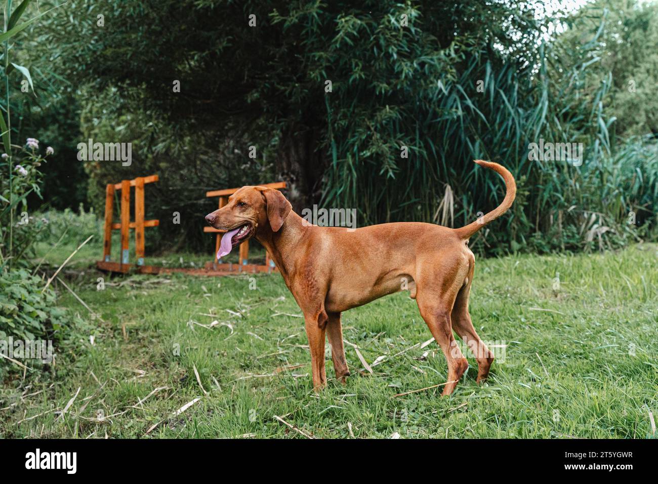 Una splendida magyar vizsla in piedi su un campo verde Foto Stock