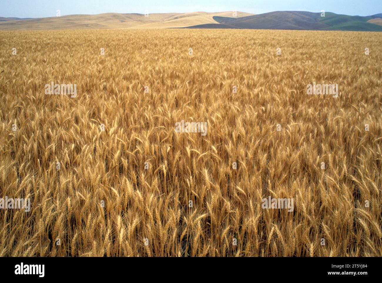 Touchet River Valley campo di grano, Walla Walla County, Washington Foto Stock