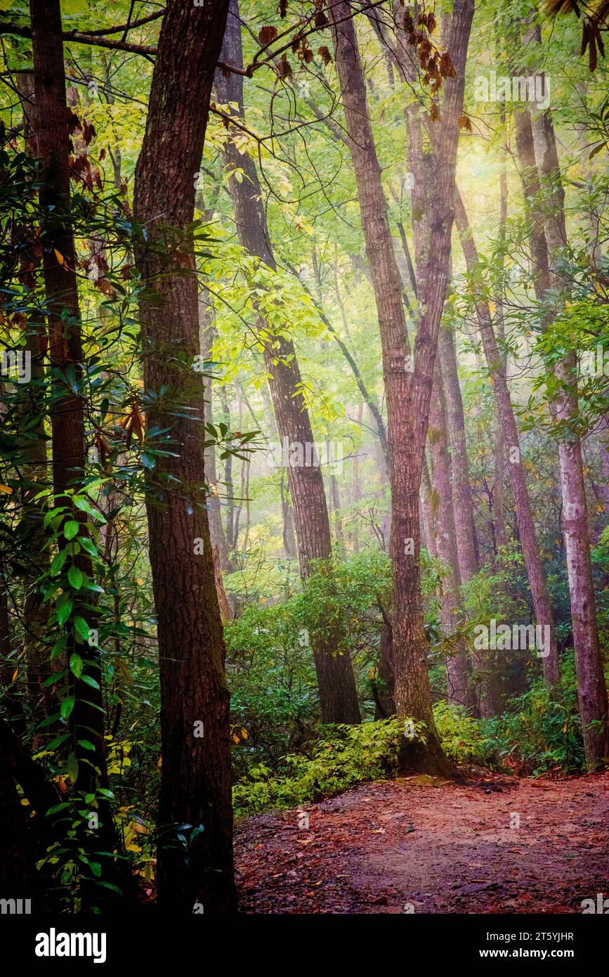I raggi del sole splendono nella foresta autunnale, nel Pisgah National Park, nella Carolina del Nord occidentale Foto Stock