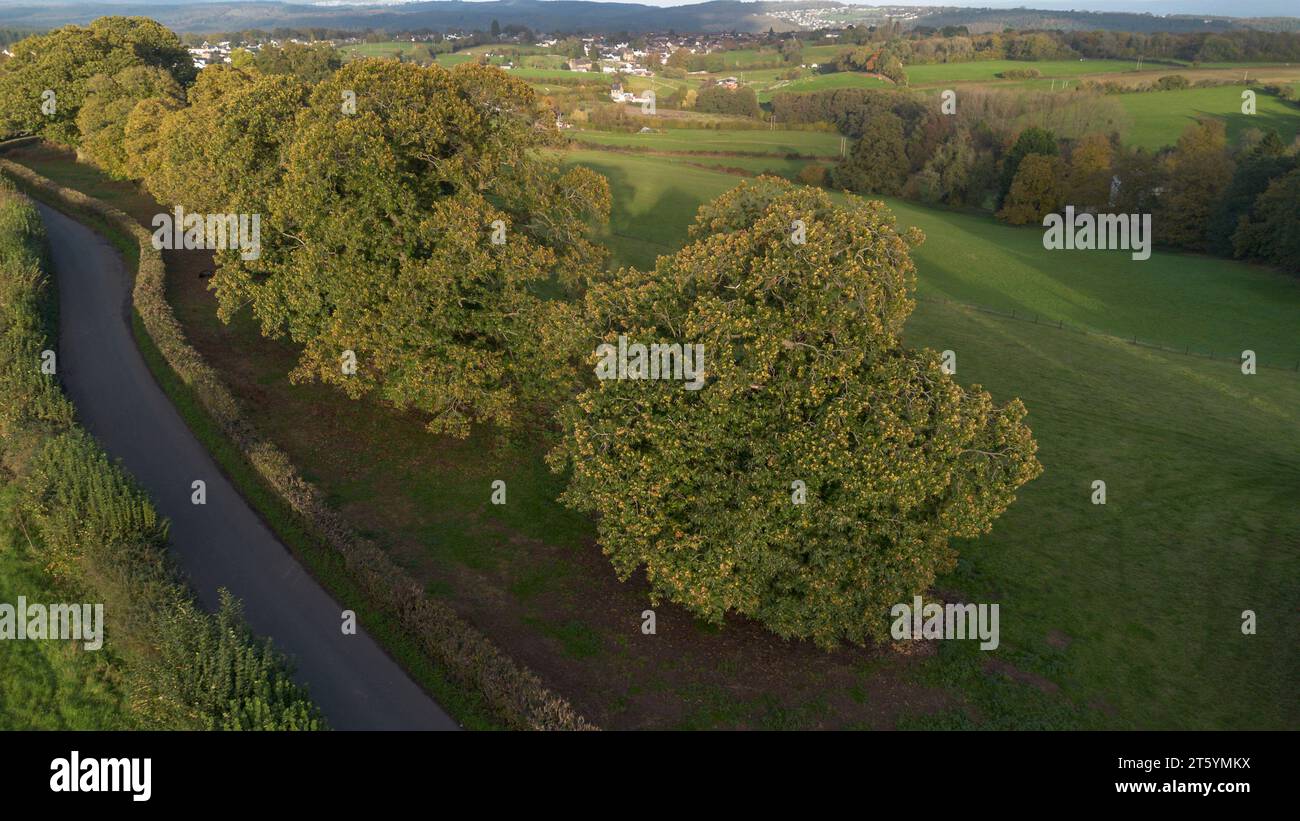 Gli alberi veterani di Bream Road, Forest of Dean, Gloucestershire. Foto Stock