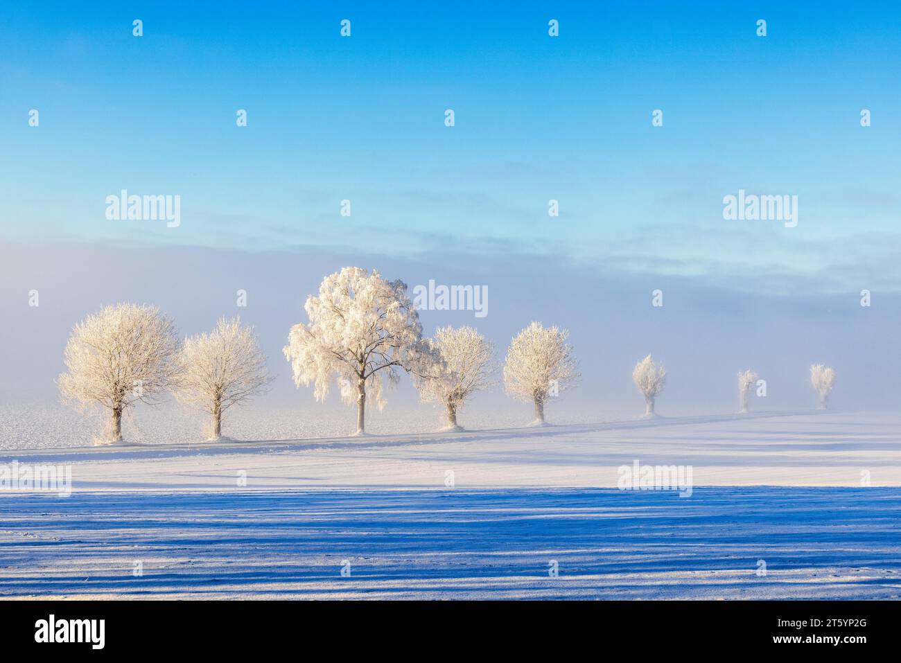 Strada di campagna costeggiata da alberi ghiacciati in una splendida vista sul paesaggio invernale Foto Stock