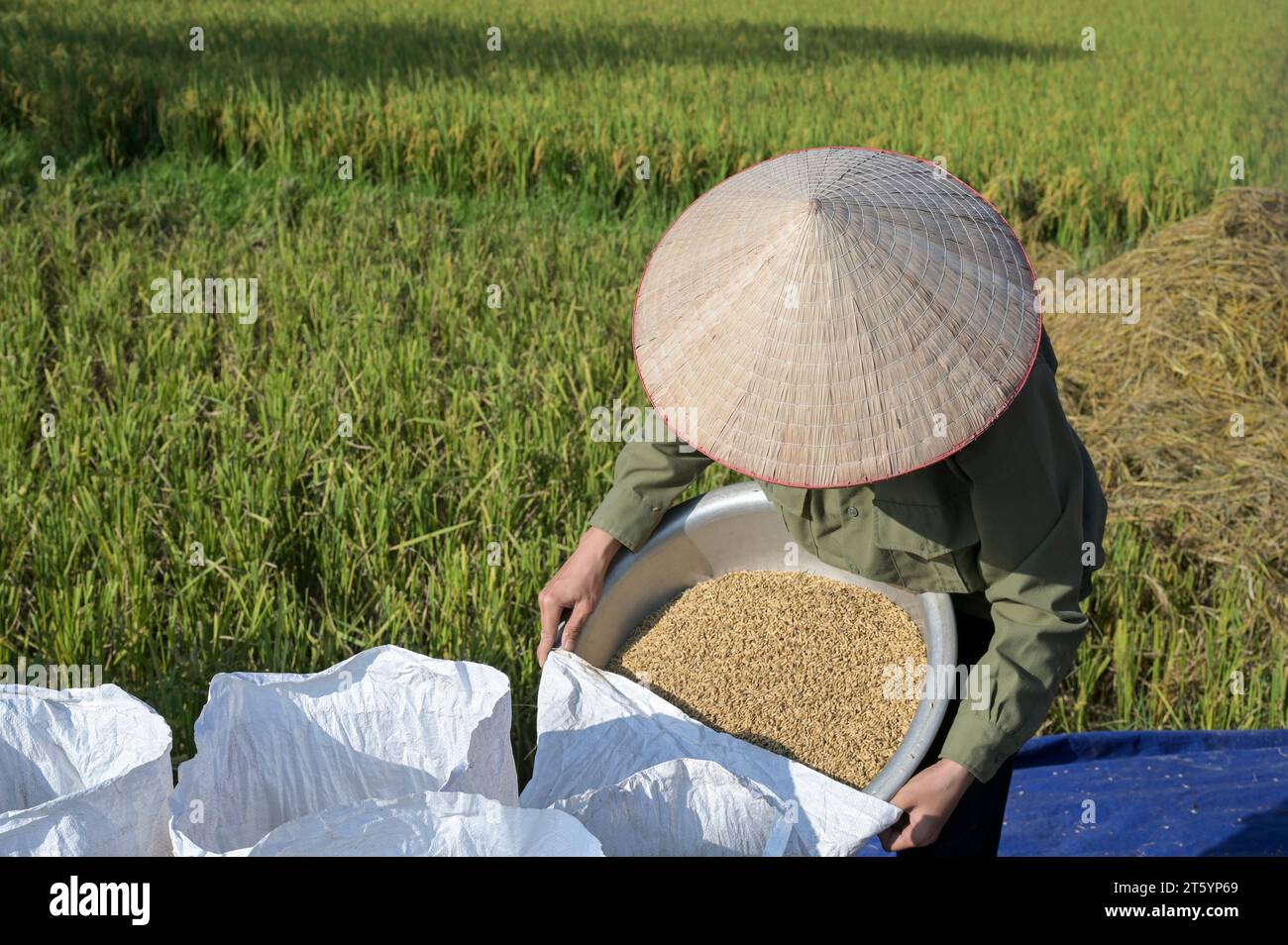 VIETNAM, provincia di Yen Bai, Cam Nhan, piccoli agricoltori che tremano il riso dopo il raccolto / Kleinbauern dreschen Reis nach der Ernte Foto Stock