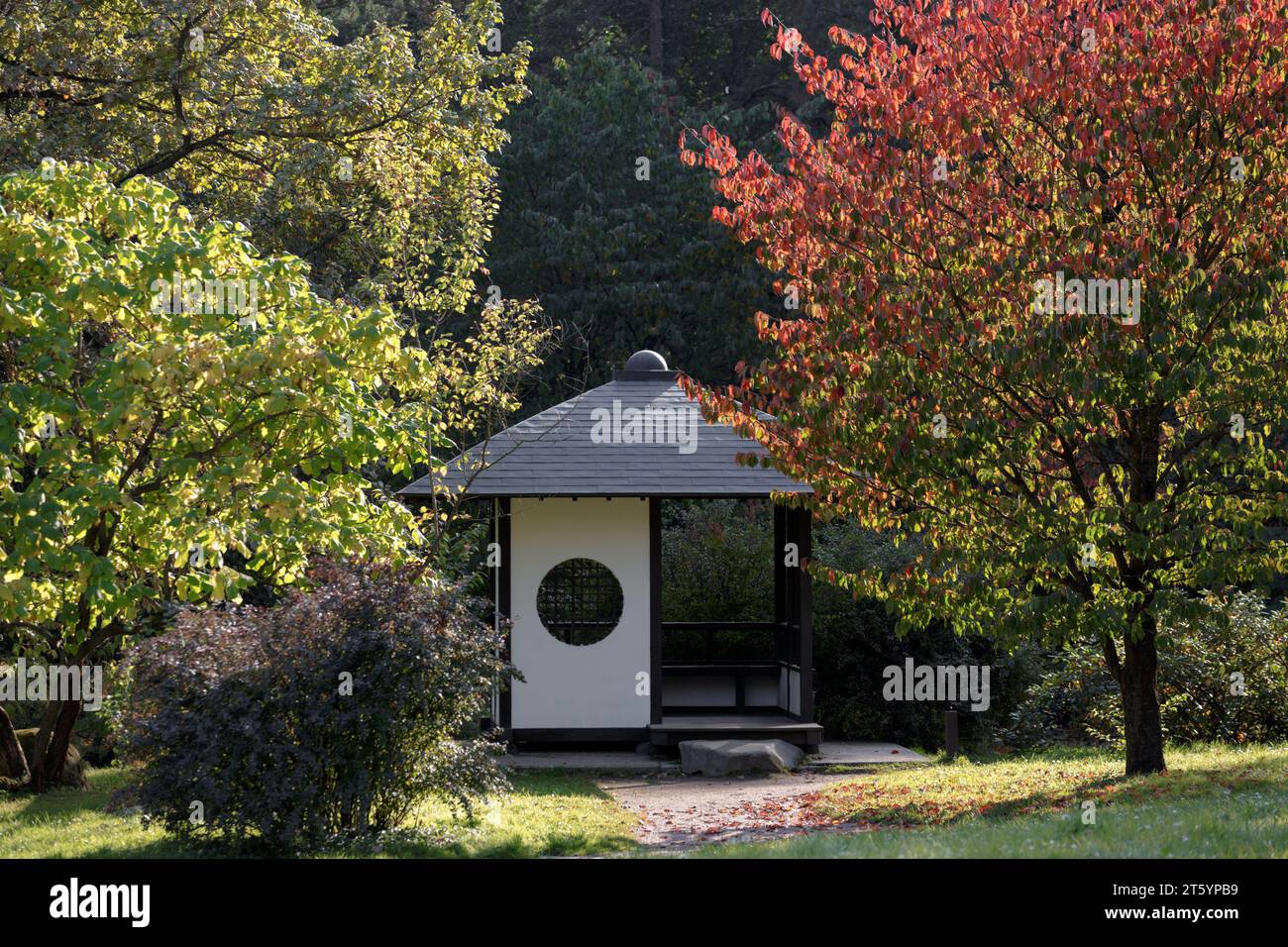 Tradizionale casa da tè giapponese con un albero di sakura in crescita e un fogliame colorato in un giorno d'autunno in un giardino giapponese. Giardino botanico principale della Rus Foto Stock