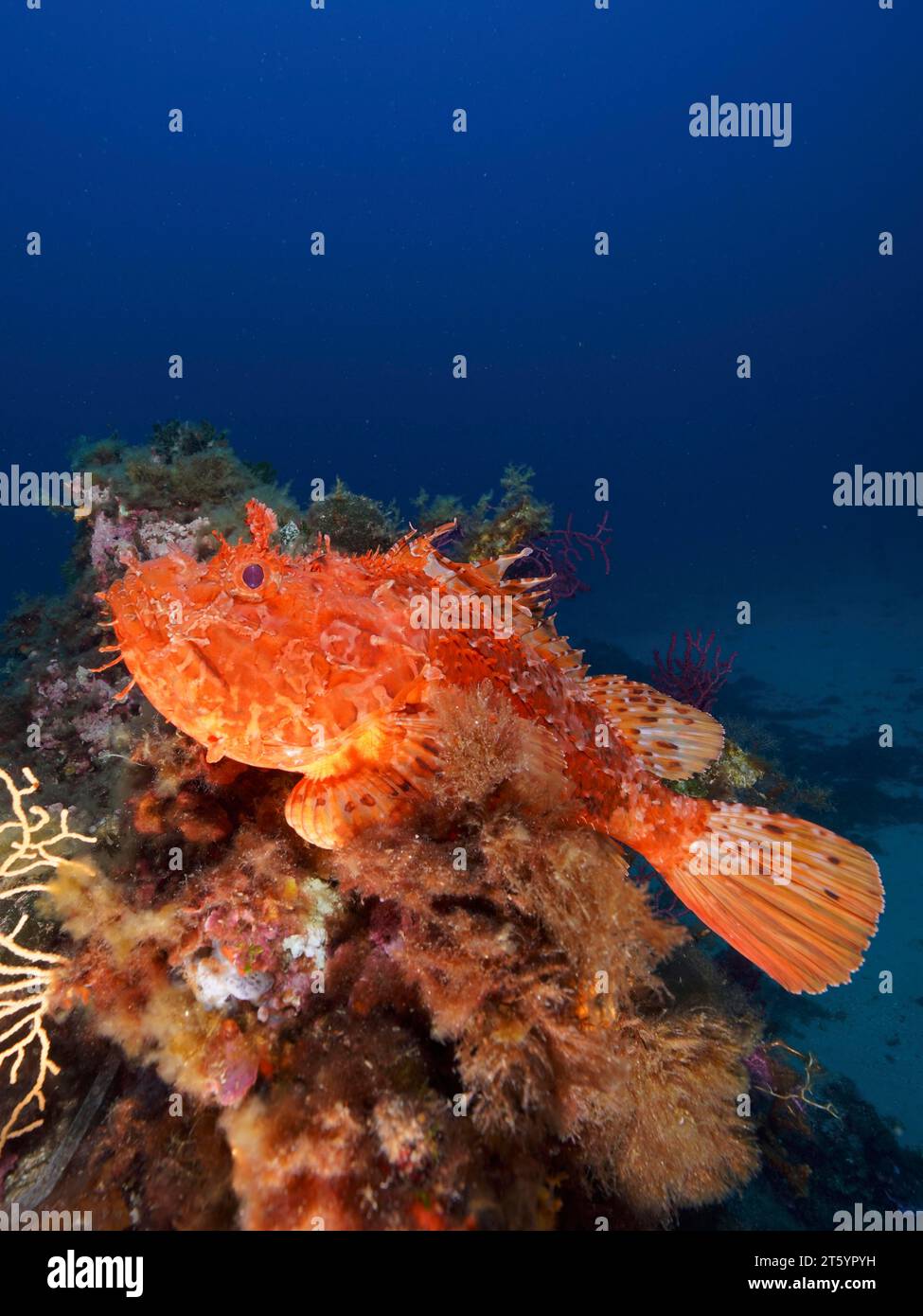 Grandi scorpioni rossi (Scorpaena scrofa), scrofa marina, nel Mediterraneo vicino a Hyeres. Sito di immersione Giens Peninsula, Cote dAzur, Francia Foto Stock