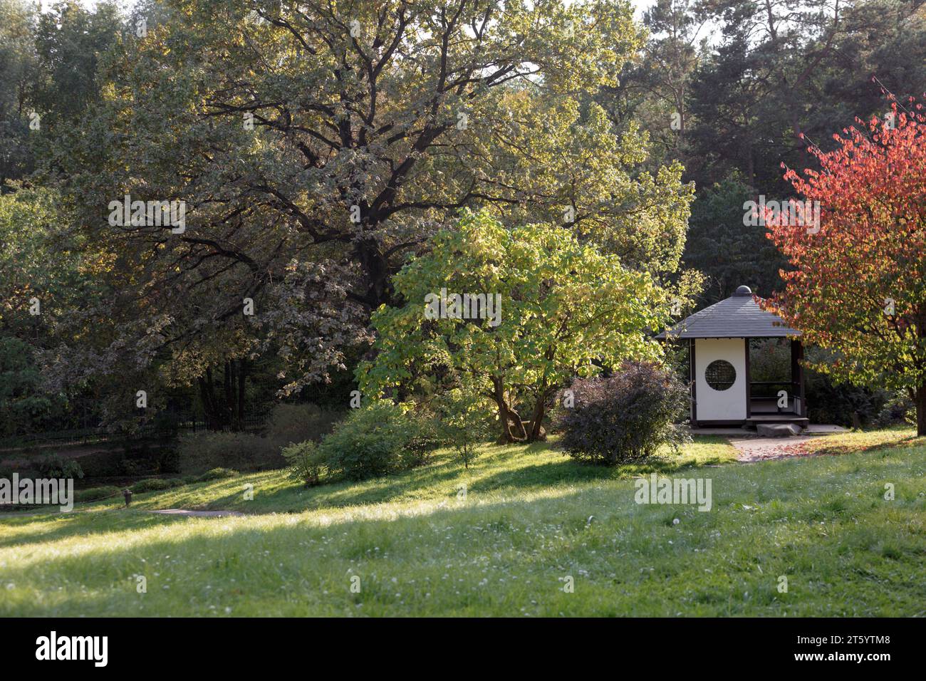 Tradizionale casa da tè giapponese con albero di sakura in crescita e fogliame colorato. Giardino botanico principale dell'Accademia russa delle scienze. Un giorno d'autunno Foto Stock