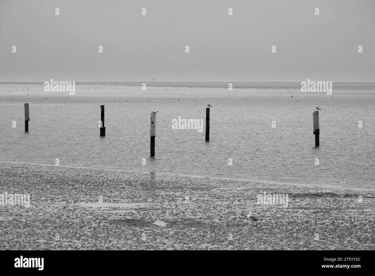 Gabbiani seduti su posti nel Parco nazionale del Mare di Wadden, bassa marea, Norddeich, Norden, Frisia orientale, bassa Sassonia, Germania Foto Stock