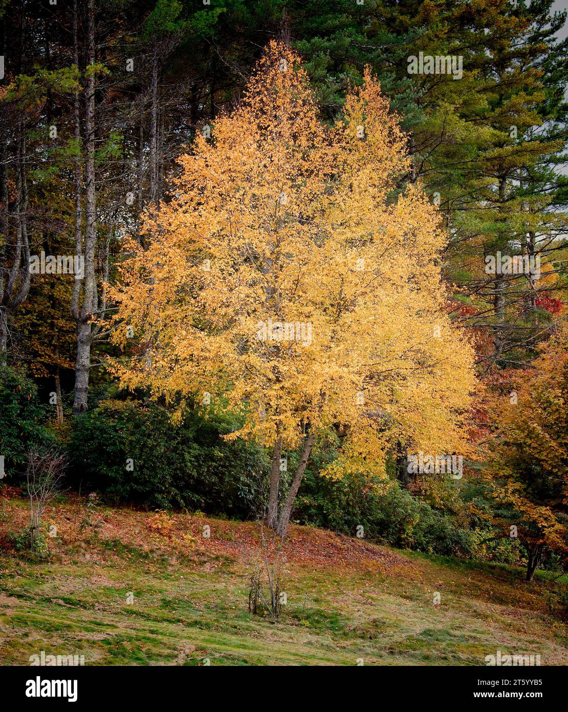 Albero singolo in autunno con caldi colori dorati. Foto Stock