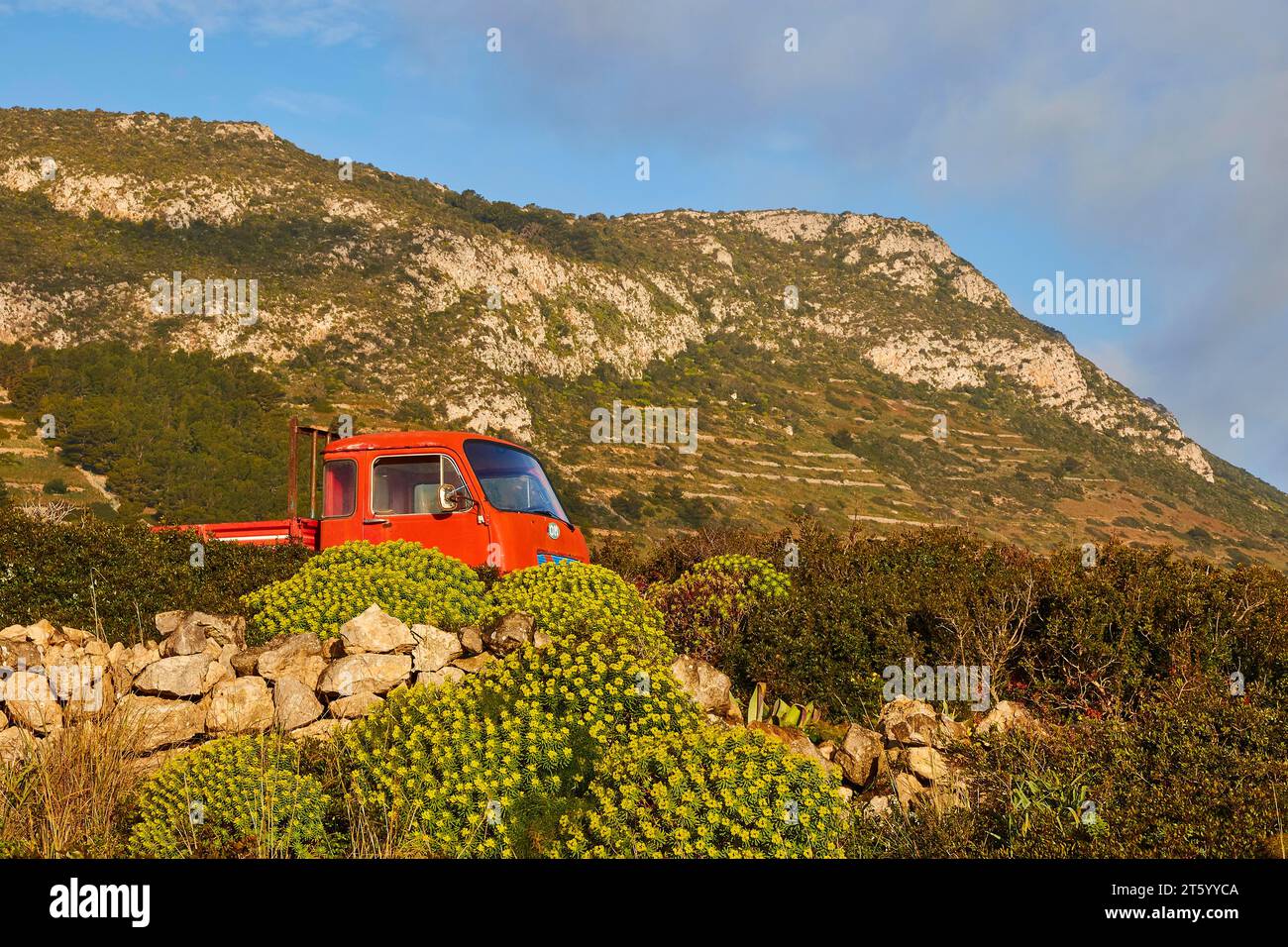 Camion rosso, fiori gialli, collina, Levanzo, Isole Egadi, Sicilia, Italia Foto Stock