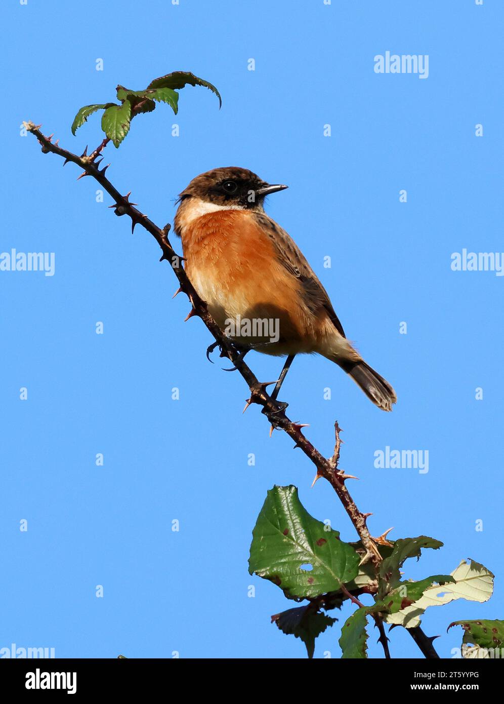 A male Stonechat (Saxicola rubicola) nelle colline Cotswold, Gloucestershire, Regno Unito Foto Stock