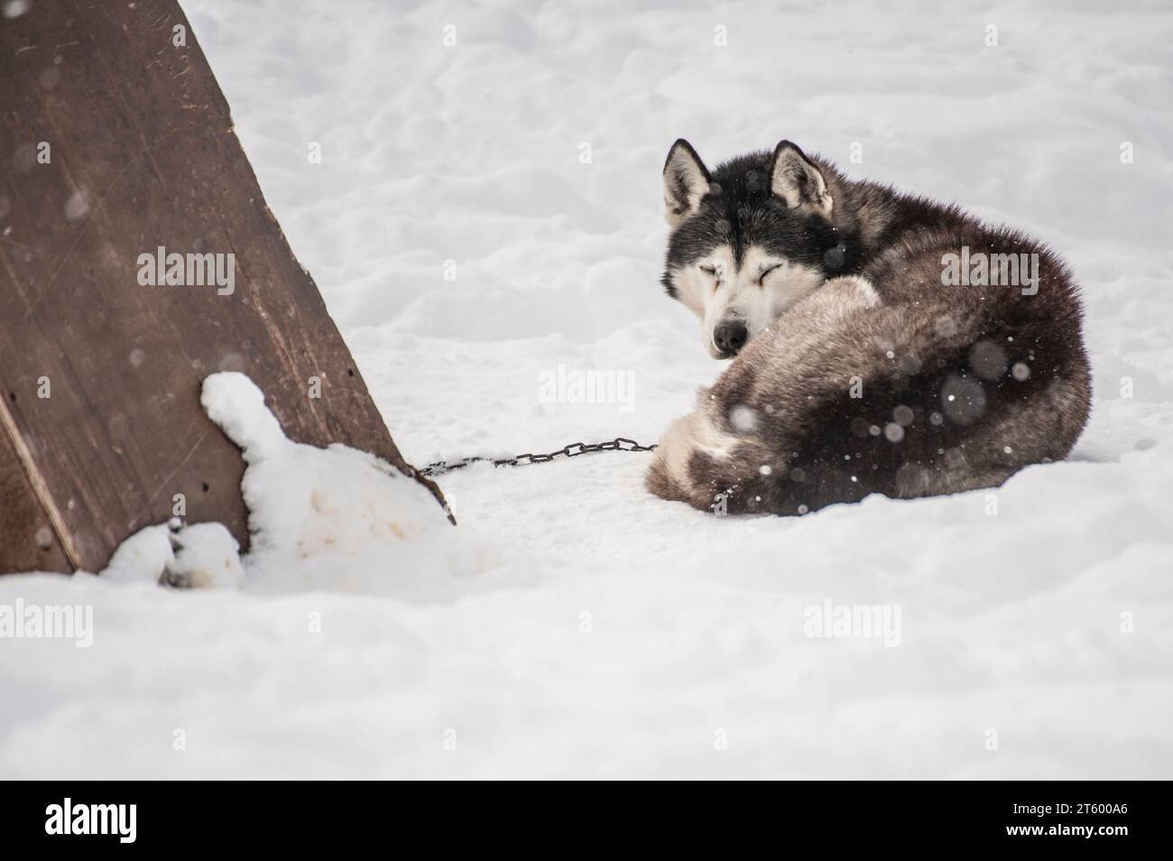 Il cane Husky riposa sulla slitta trainata da cani Foto Stock