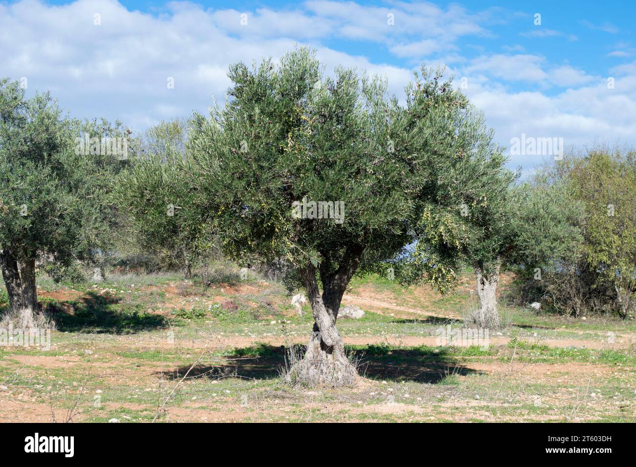 Olivos con aceituna madurando en invierno en olivar español Foto Stock