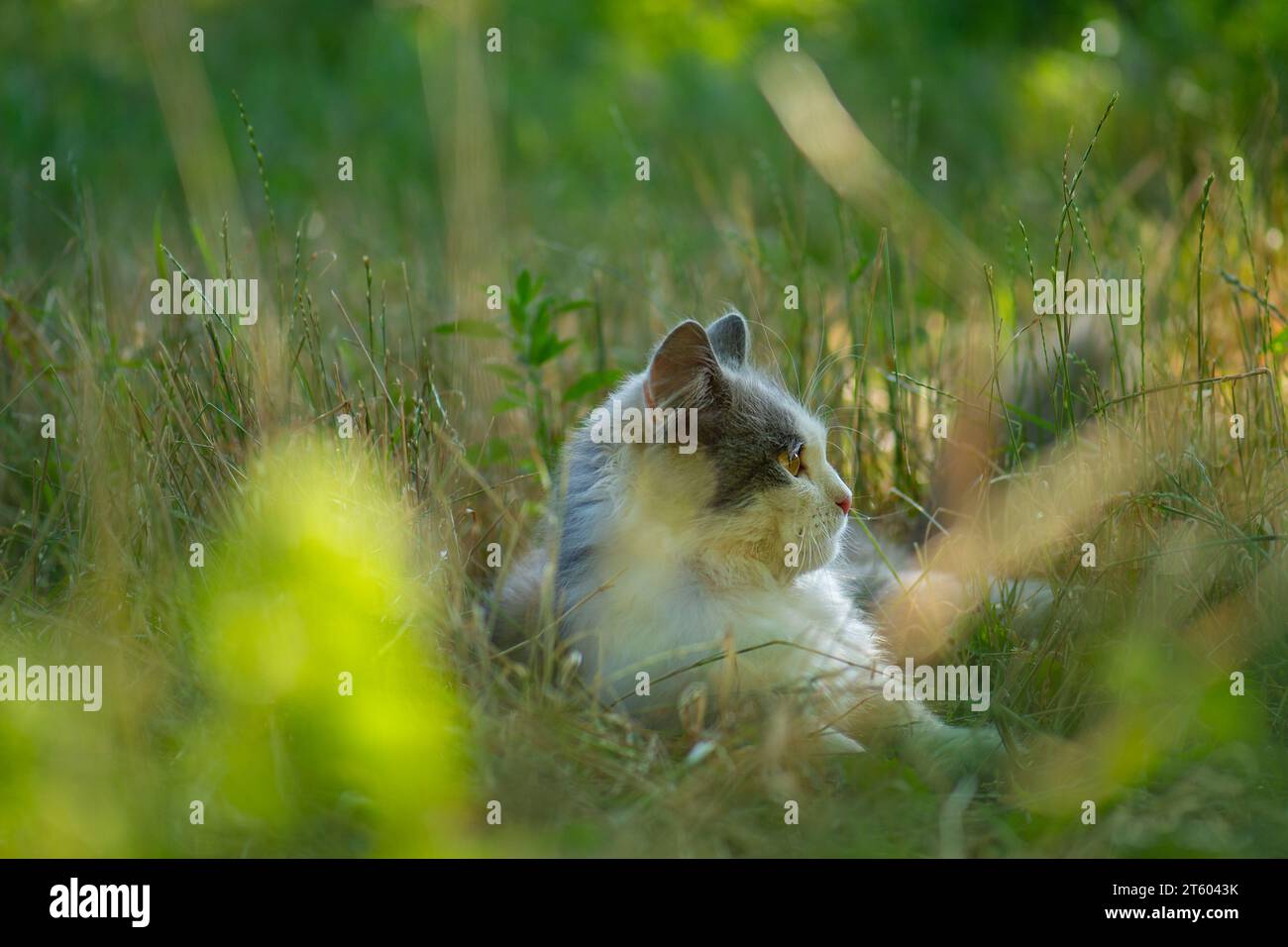 Rendere sicuri gli ambienti esterni dei gatti in giardino. Carino gatto sicuro esplorare il mondo all'aperto. Foto Stock