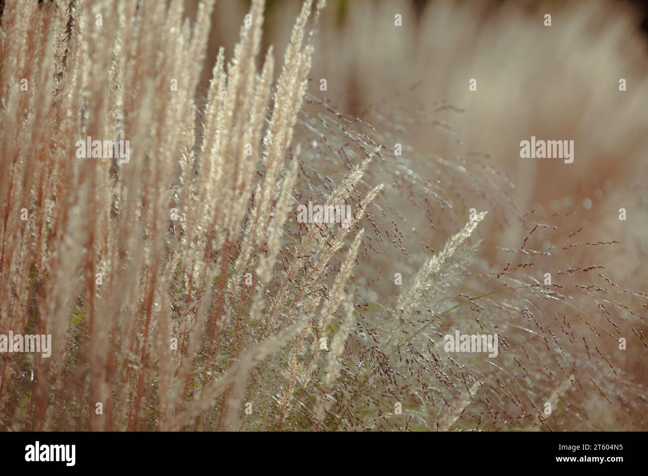 Erbe autunnali secche con spikelets di colore beige da vicino. Erba autunnale. primo piano d'erba alta morbida e soffice. spikelets beige di piante vegetali Foto Stock