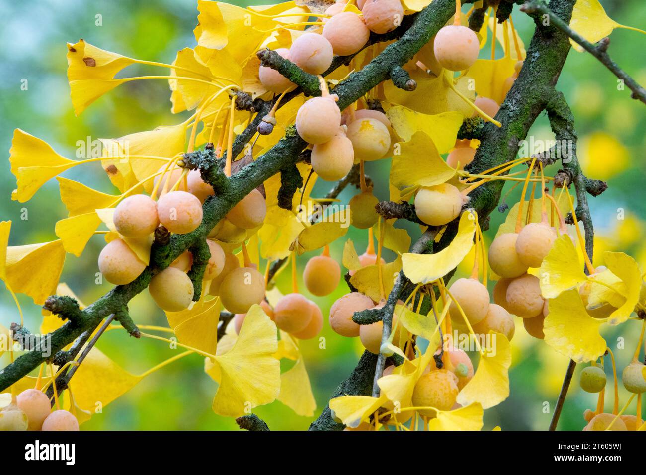 Ginkgo Seeds foglie di bacche di Ginkgo biloba su Maidenhair ramo albero Autunno foglie gialle diventano frutti gialli novembre Foto Stock