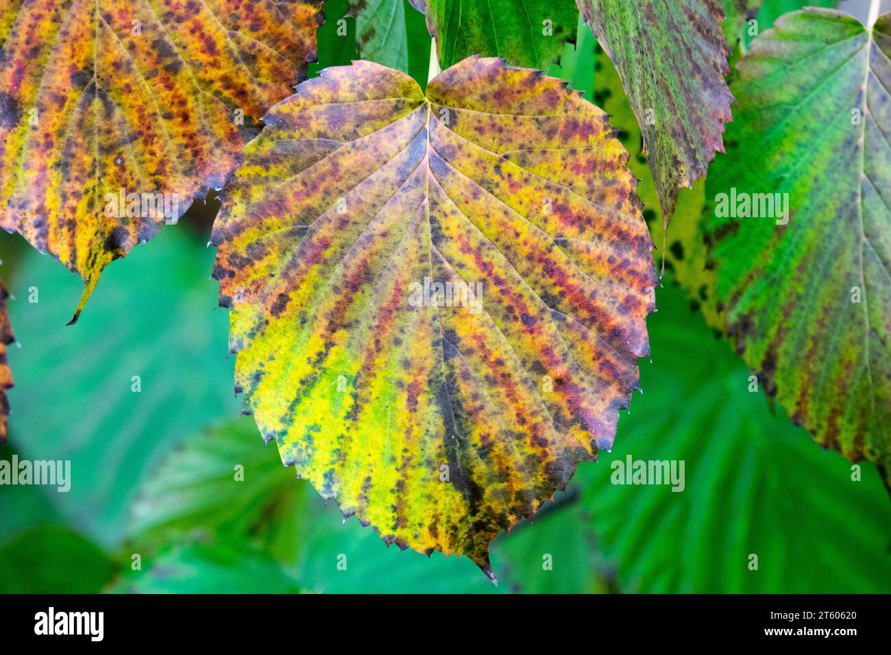 Dove Tree, Davidia, Leaf, Davidia involucrata, Autunno, colore, autunno, fogliame, pianta, novembre Foto Stock