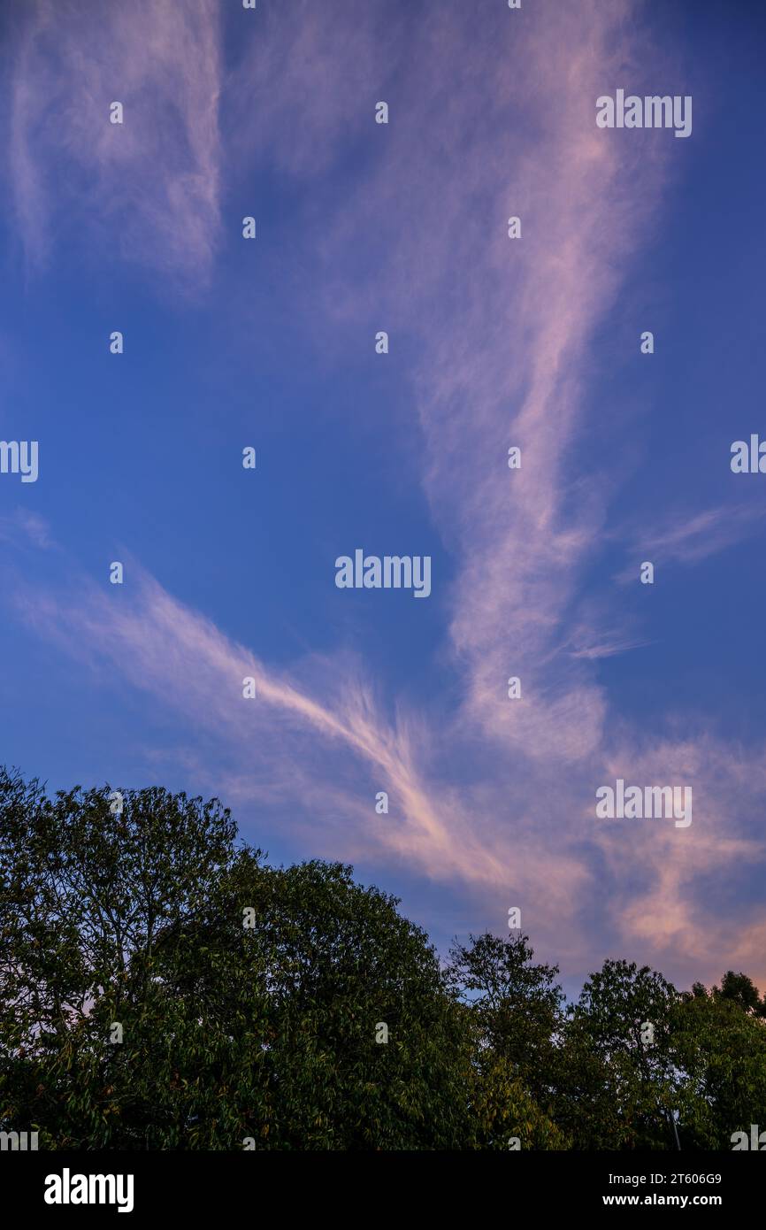 Paesaggio nuvoloso serale con alberi. Nuvole bianche di alto livello cirrus con sfumature rosa su un cielo blu. Orientamento verticale. Foto Stock