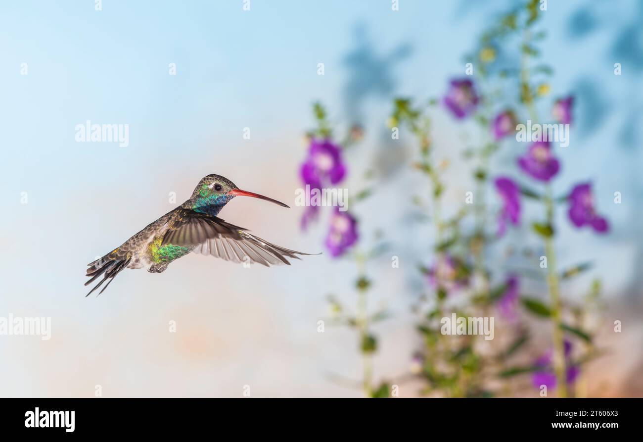 Ampia fatturati Hummingbird, Cynanthus latirostris, alimentando in fiore. Foto Stock