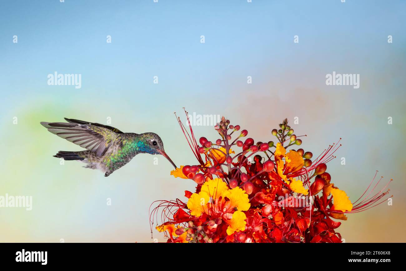 Hummingbird, Cynanthus latirostris, che si nuota al messicano Bird of Paradise flowers, Caesalpinia mexicana. Foto Stock