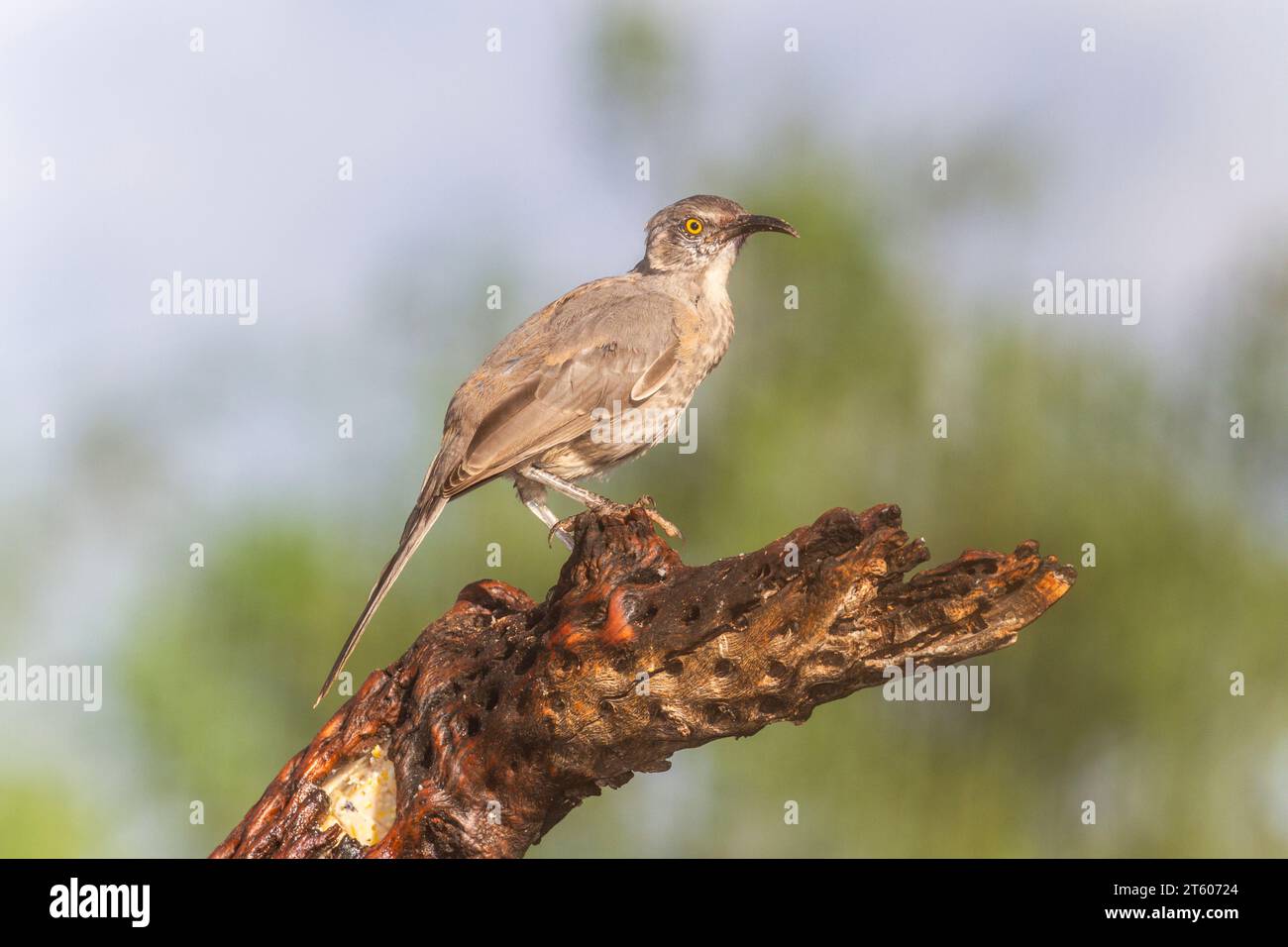 Thrasher a becco curvo, Toxostoma curvirostre, nel deserto dell'Arizona. Foto Stock